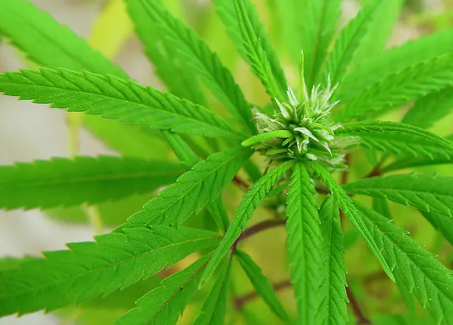 5 efectos positivos de la marihuana (centíficamente probado)