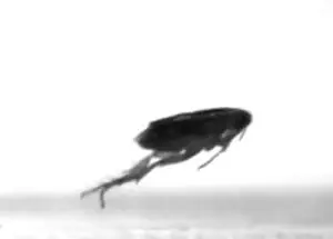 mamiferos