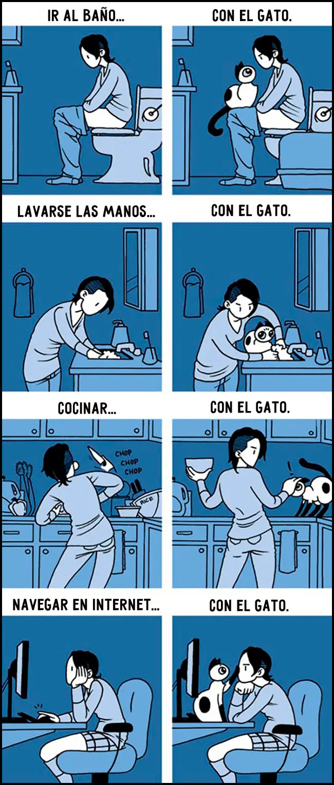 gatos