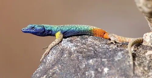 Danza de Lagartos de Colores