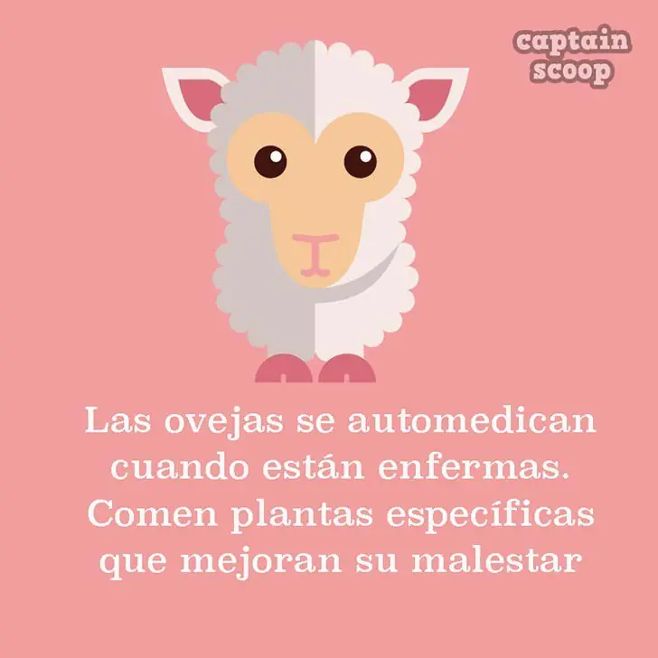 imagenes