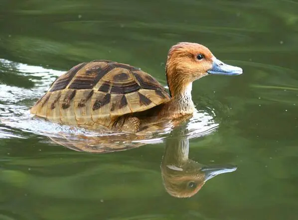 humor...no apto para cardíacos(imágenes)