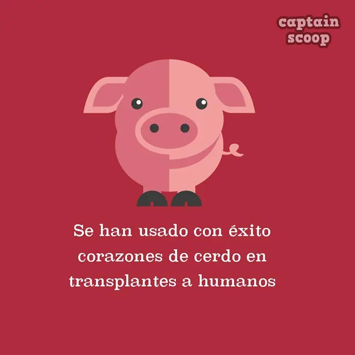 datos curioso animales