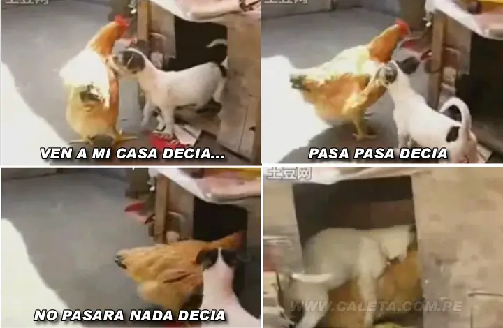 risas