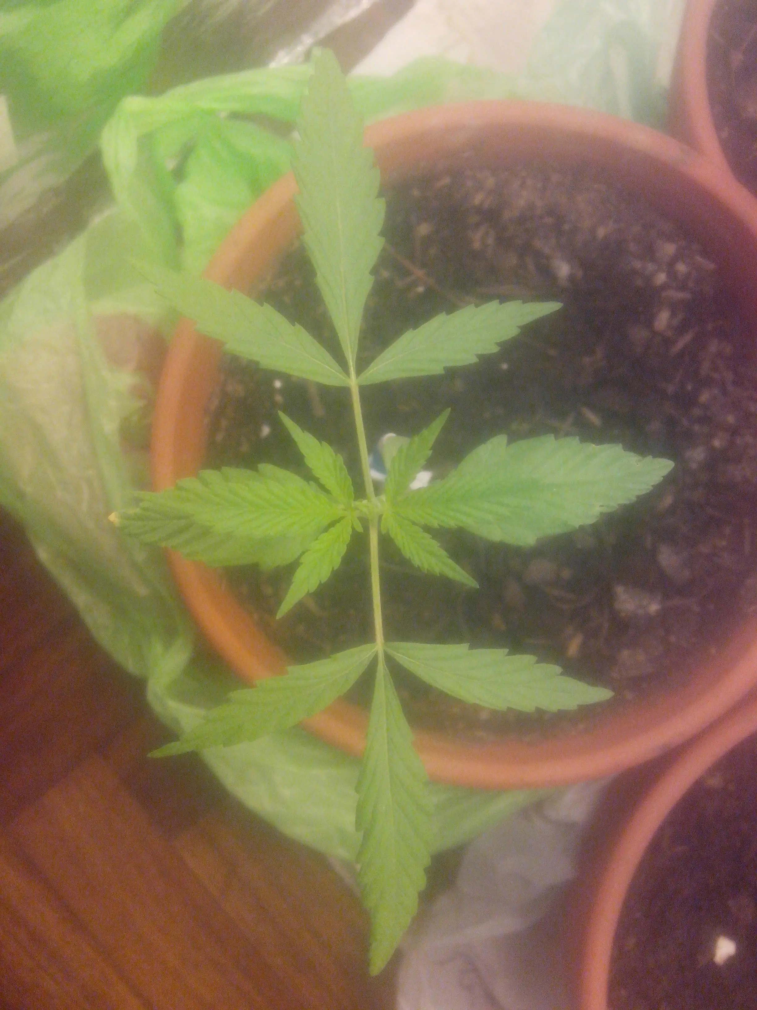fumatinga