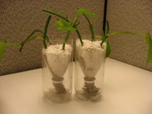 escasez de alimentos