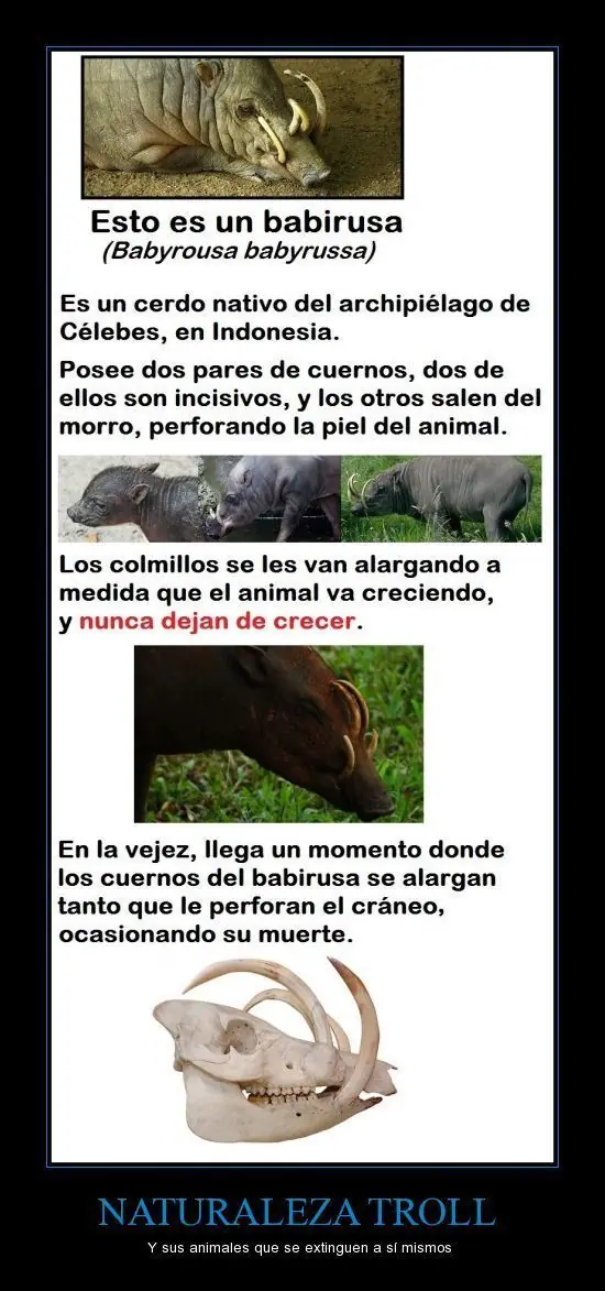 humor