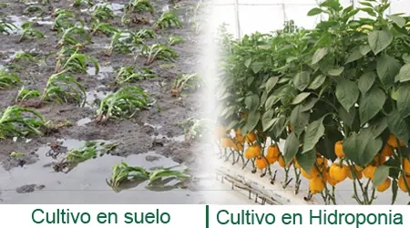 cultivo