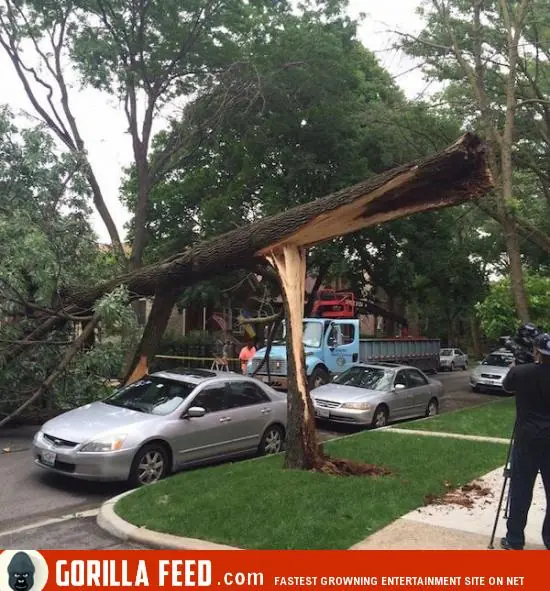 variadas