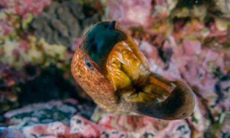 Un Regalo De Chile Para el Mundo Parque Marino