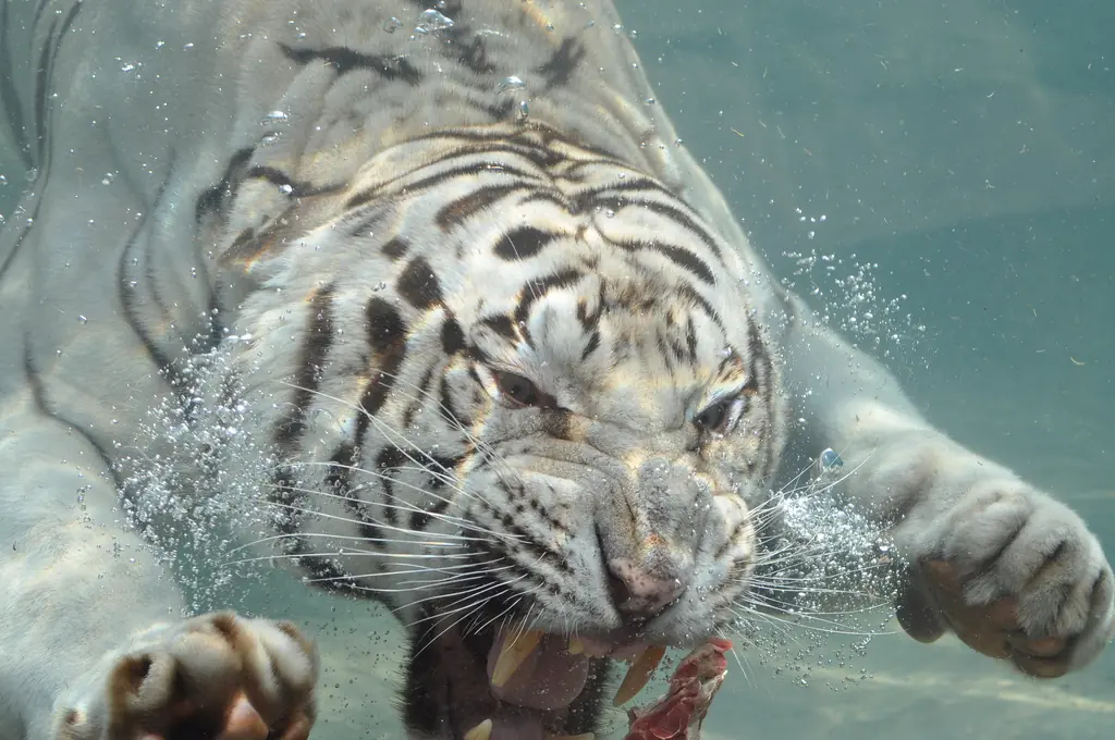 Curiosidades del Tigre Blanco