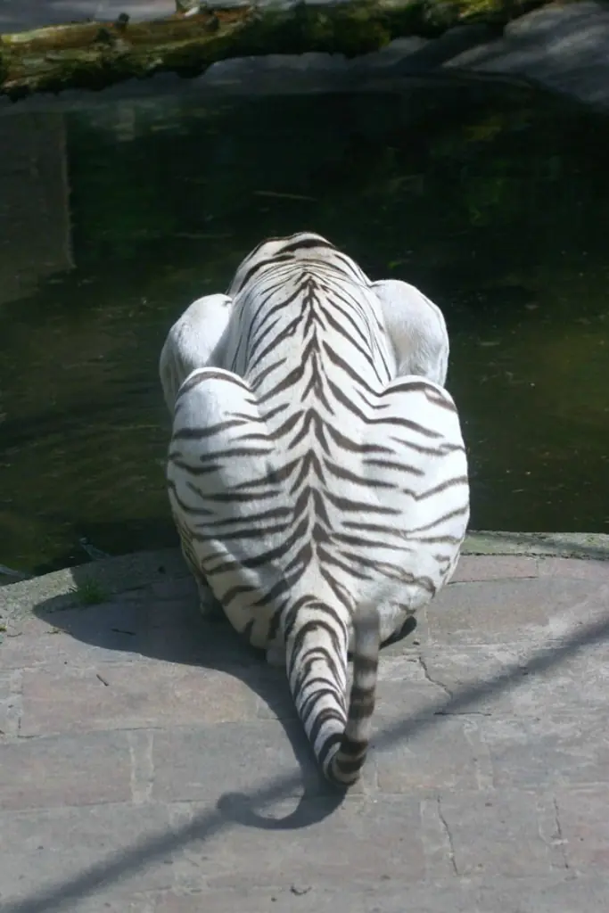 Curiosidades del Tigre Blanco