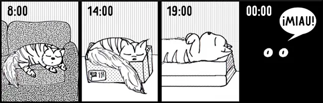 gato