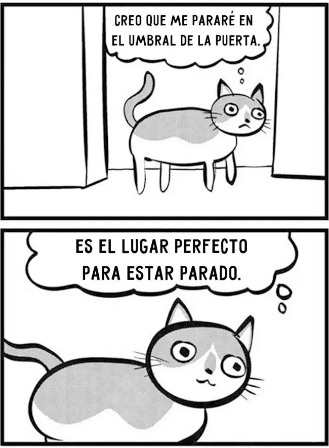 gatos