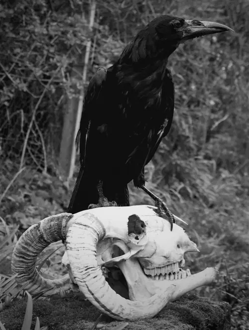 Imagenes de horror y zombies ,entra lince