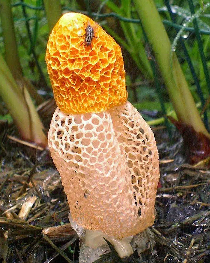 Hongo produce orgasmos femeninos con sólo olerlo