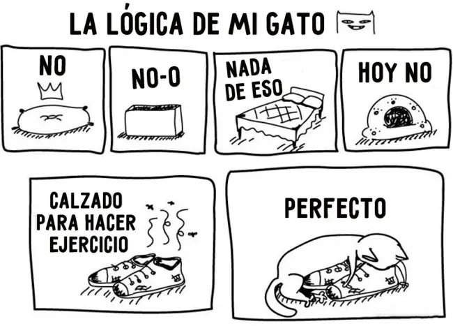 gato