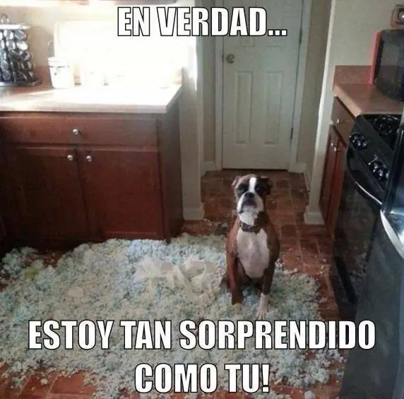 Imagenes graciosas