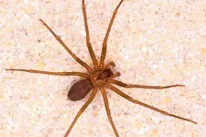 Aranas venenosas
