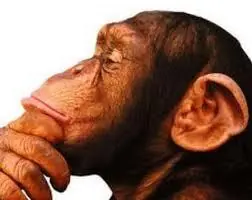 cerebro