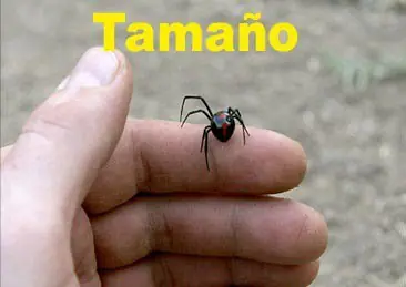 Aranas de argentina