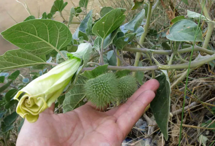 drogas peligrosas