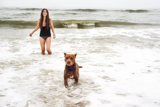 La historia del viaje de este perro moribundo a la playa rom