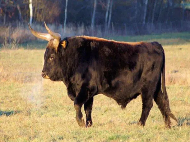 Uros :Los toros de arios de Hitler