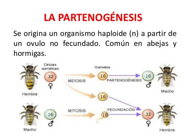 ciencia