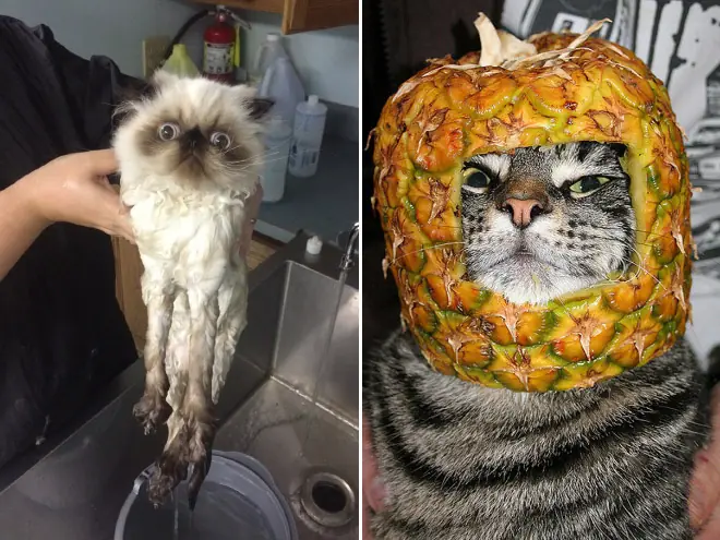 Mascotas