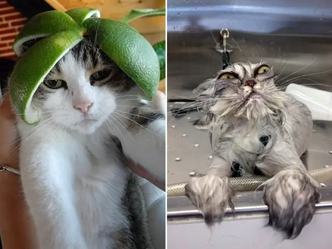 gatos