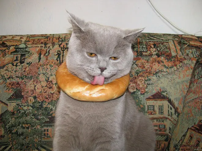 Gatos que te van a matar mientras dormís por lo que hiciste