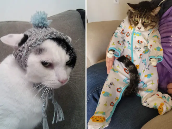 gatos