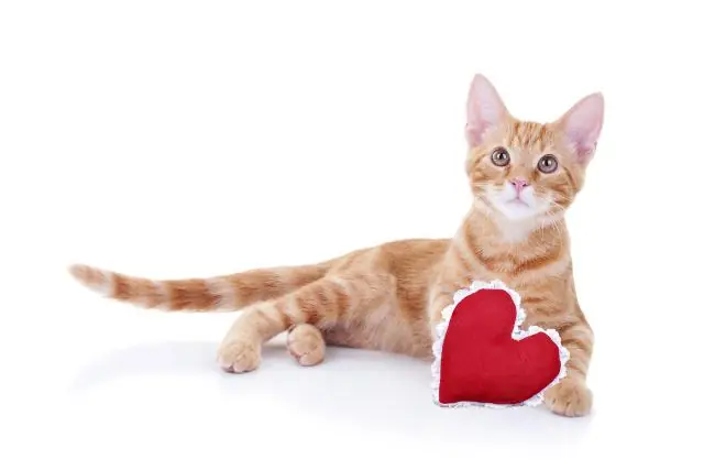 del corazon