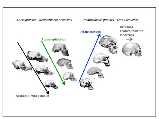 ¿Cómo evolucionó el rostro humano?