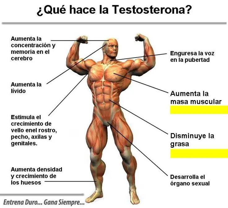 Aumenta tu Testosterona lince