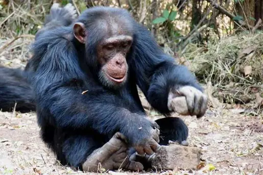 primates