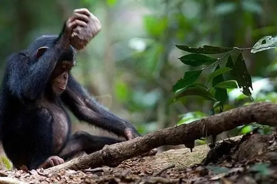 Los chimpancés han entrado en la edad de piedra
