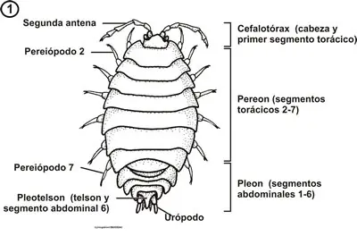 bichos bolitas informacion
