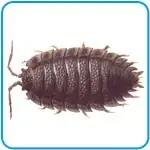 bichos bolitas