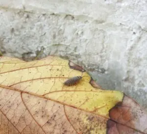 bichos bolitas