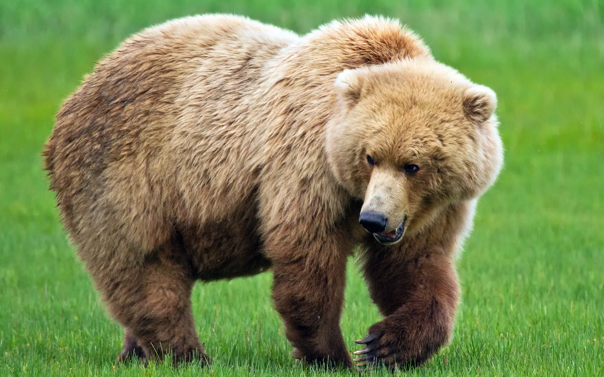 Oso vs Gorila: Mirá quién gana un mano a mano papu