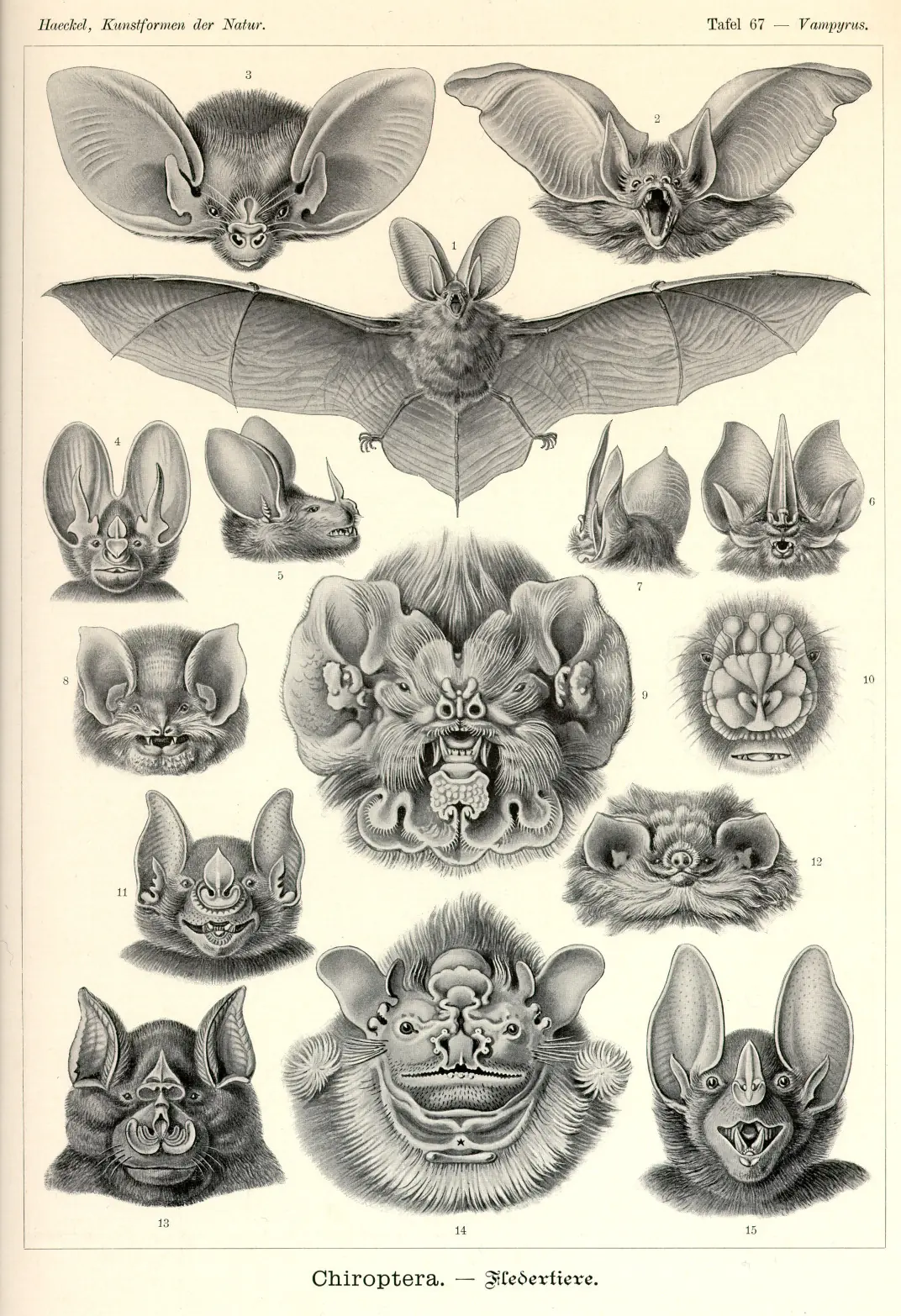 dibujos