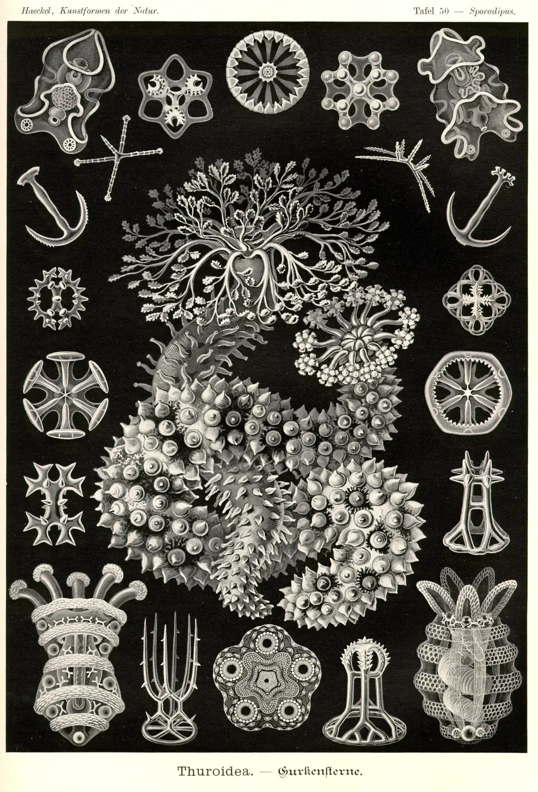laminas