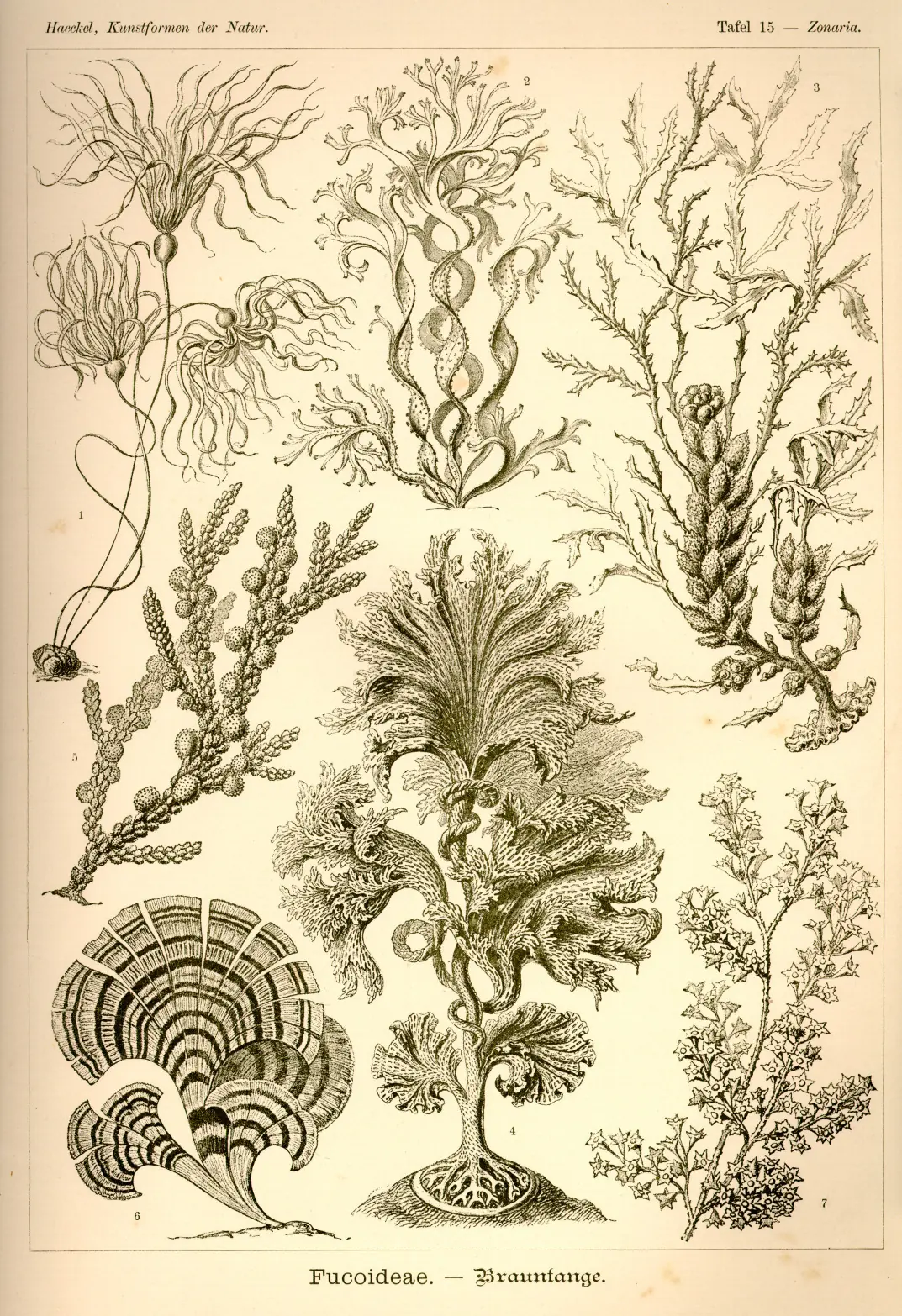 laminas