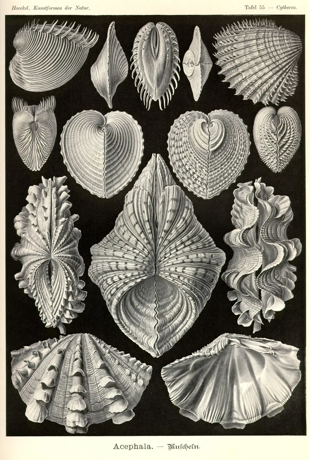 laminas