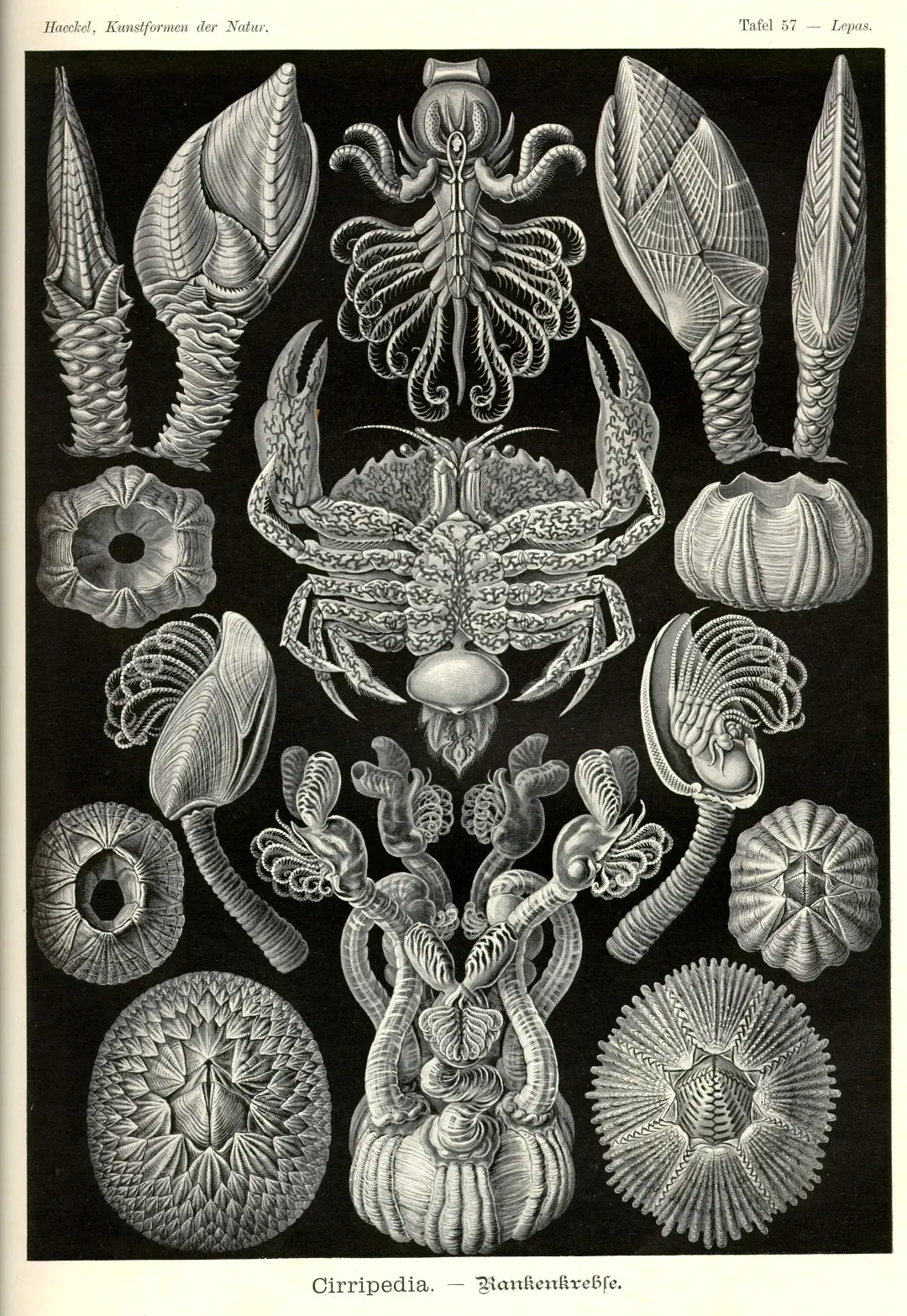 antiguas