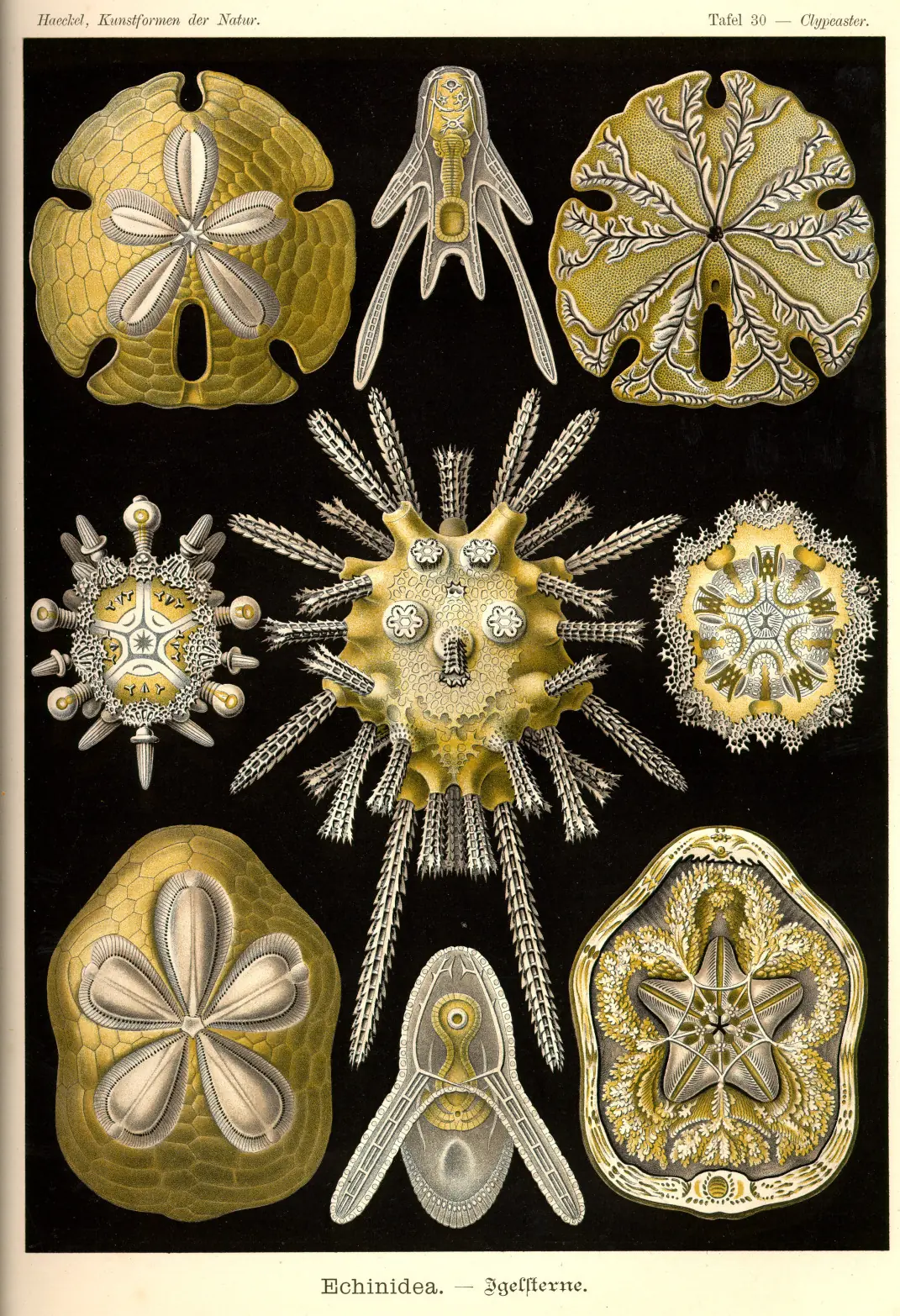 laminas