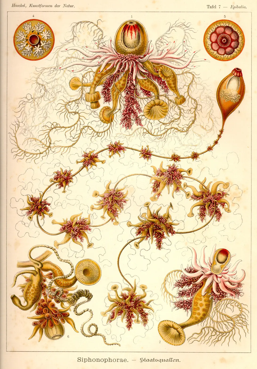antiguas
