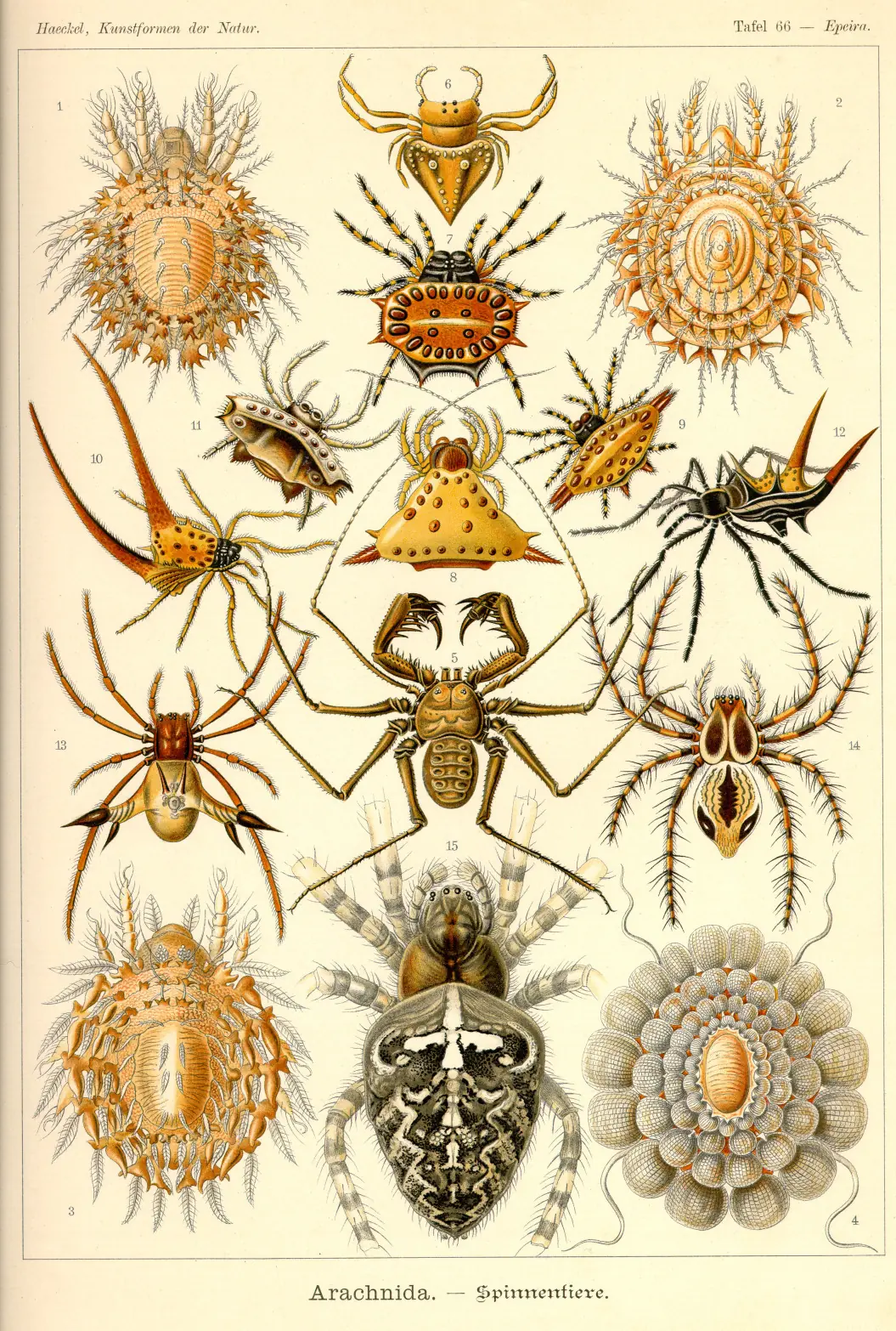 laminas